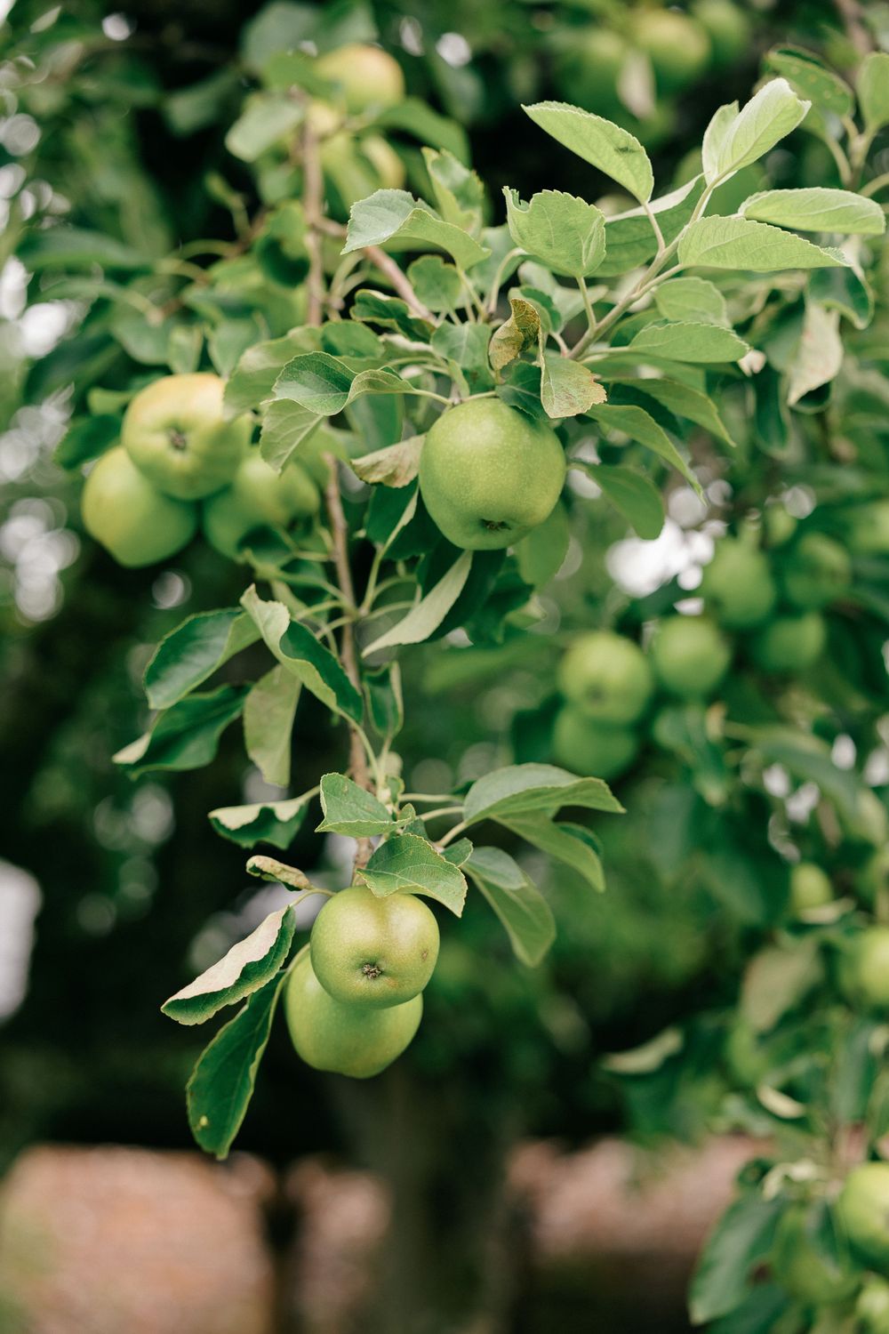 Green apples ripening on tree branches with lush foliage in an orchard.