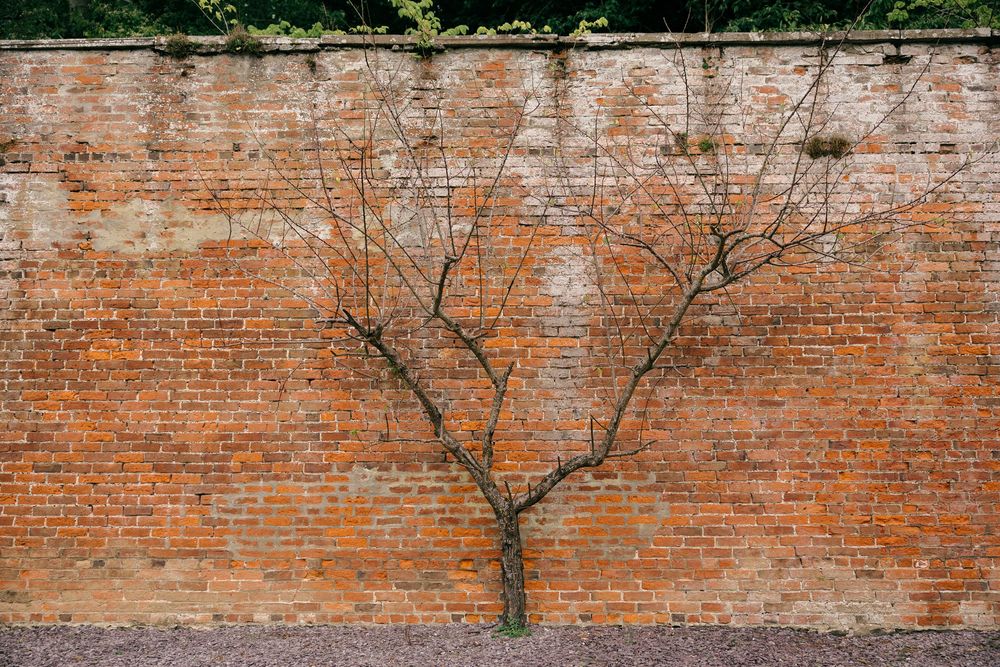 Bare tree trained against an aged red brick garden wall with green ivy, showcasing espalier technique.