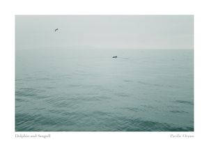 A dolphin surfaces in calm gray-green Pacific Ocean waters while a lone seagull glides through the misty sky above.