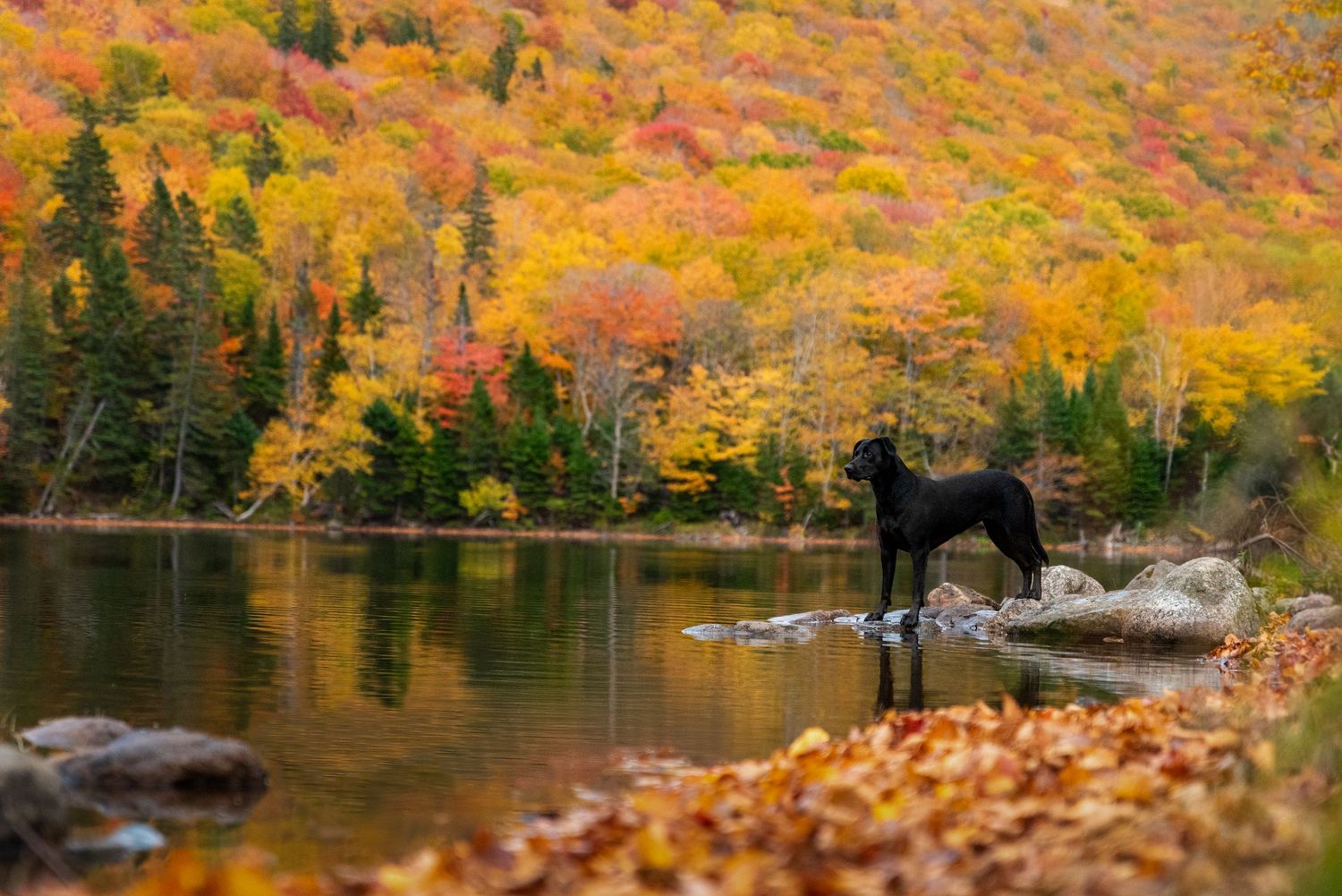 Outdoor dog portrait surrounded by colorful autumn leaves