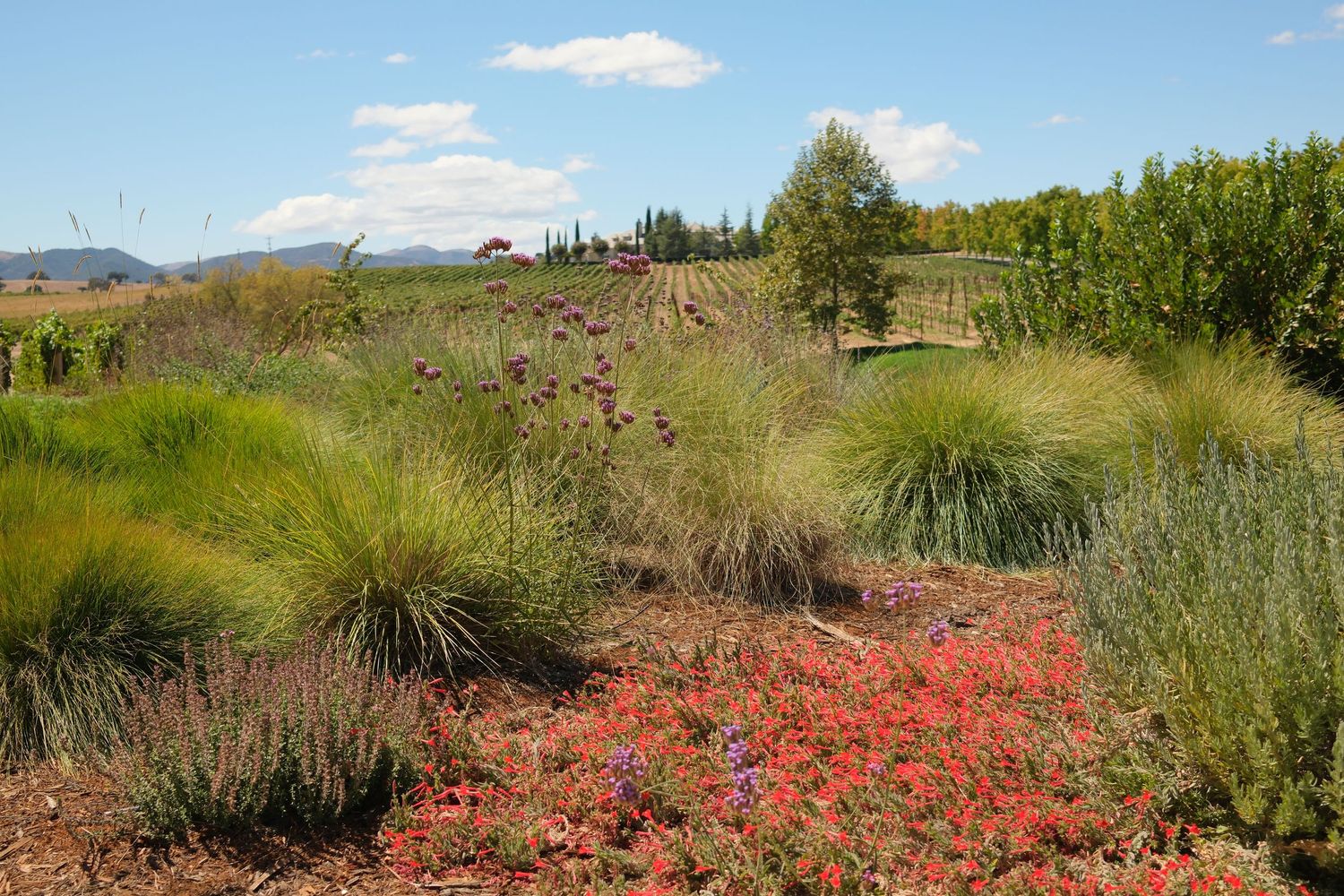Colorful garden with red wildflowers, ornamental grasses, and purple blooms set against a lush vineyard landscape under blue skies.