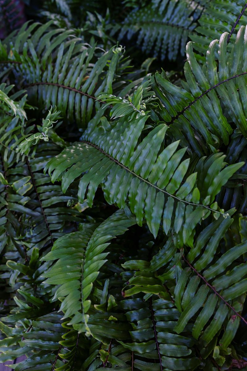 Lush green Boston fern fronds with glossy leaflets in a dense tropical garden setting.