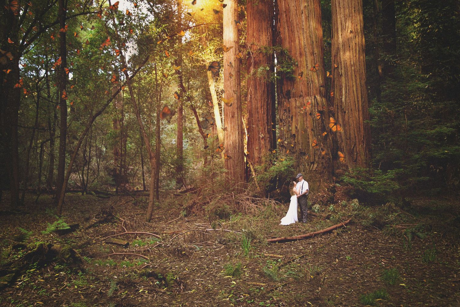 Bride and groom embracing among towering redwood trees in a sunlit forest.