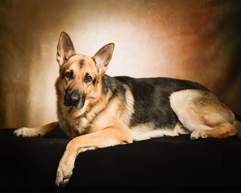 studio dog portrait photography session by Sussex County photographer in North Jersey