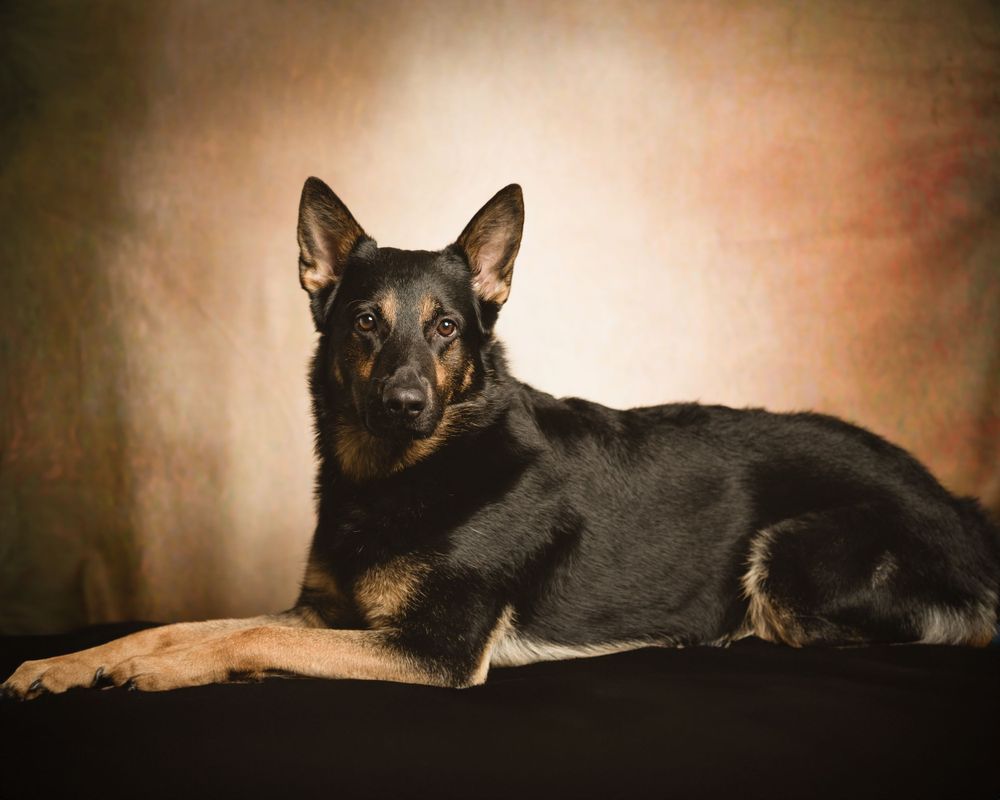 studio dog portrait photography session by Sussex County photographer in North Jersey