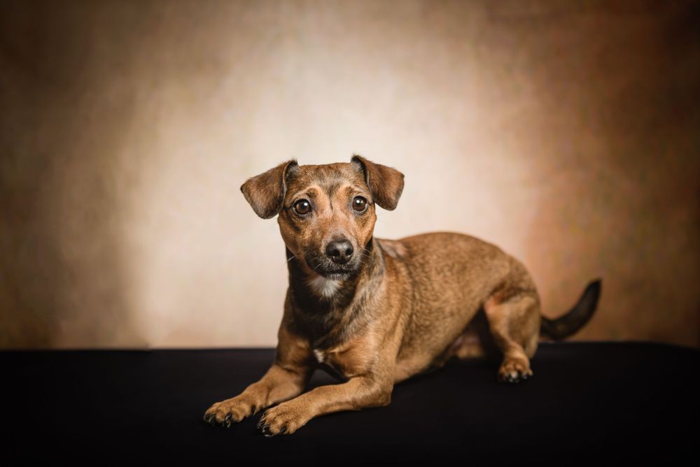 Creative studio dog portrait photography session by Sussex County photographer in North Jersey