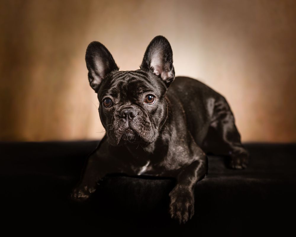 studio dog portrait photography session by Sussex County photographer in North Jersey
