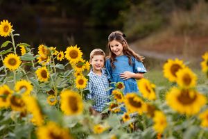A joyful family photo session in a vibrant field of blooming yellow sunflowers on a sunny day.