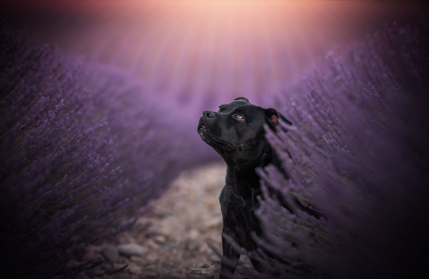 Shooting photo près d'Aix en Provence, photographiez votre chien dans les lavandes