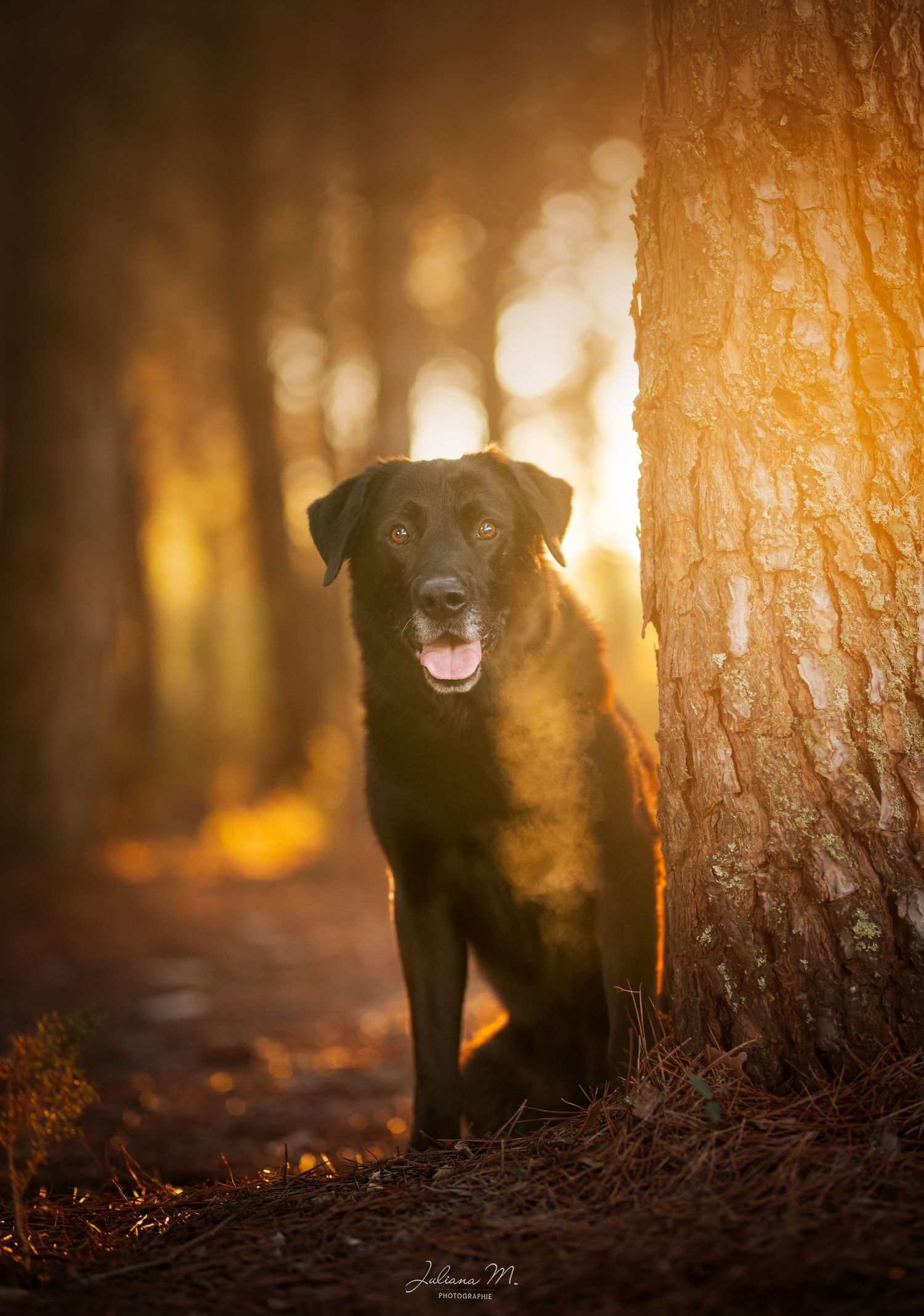 Shooting photo près d'Aix en Provence, photographiez votre chien en forêt