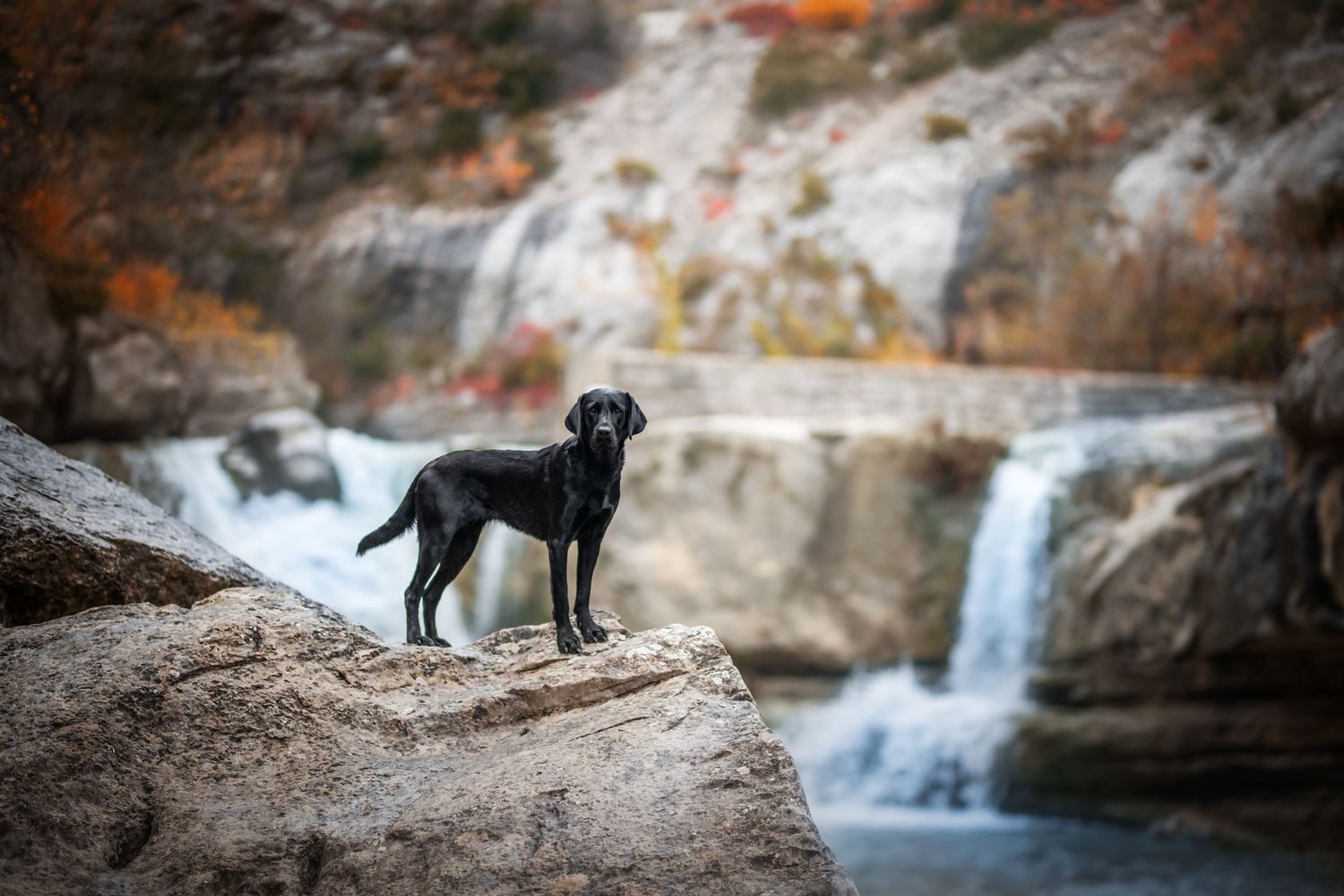 Shooting photo près d'Aix en Provence, photographiez votre chien dans la nature