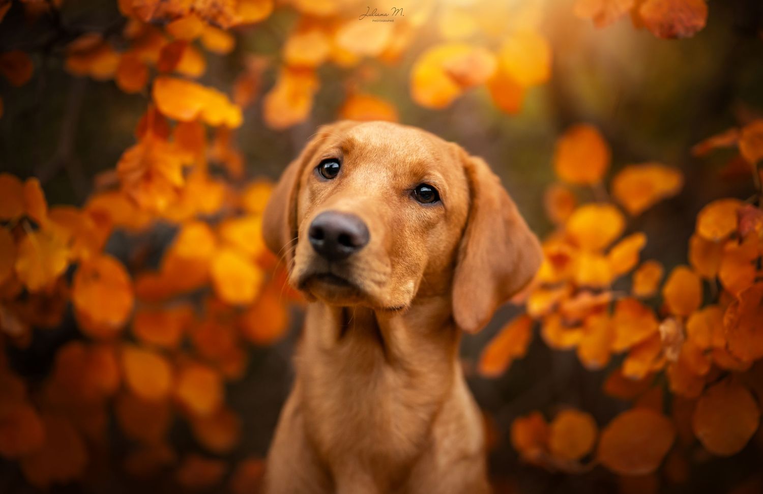 Shooting photo près d'Aix en Provence, photographiez votre chien dans les couleurs d'automne
