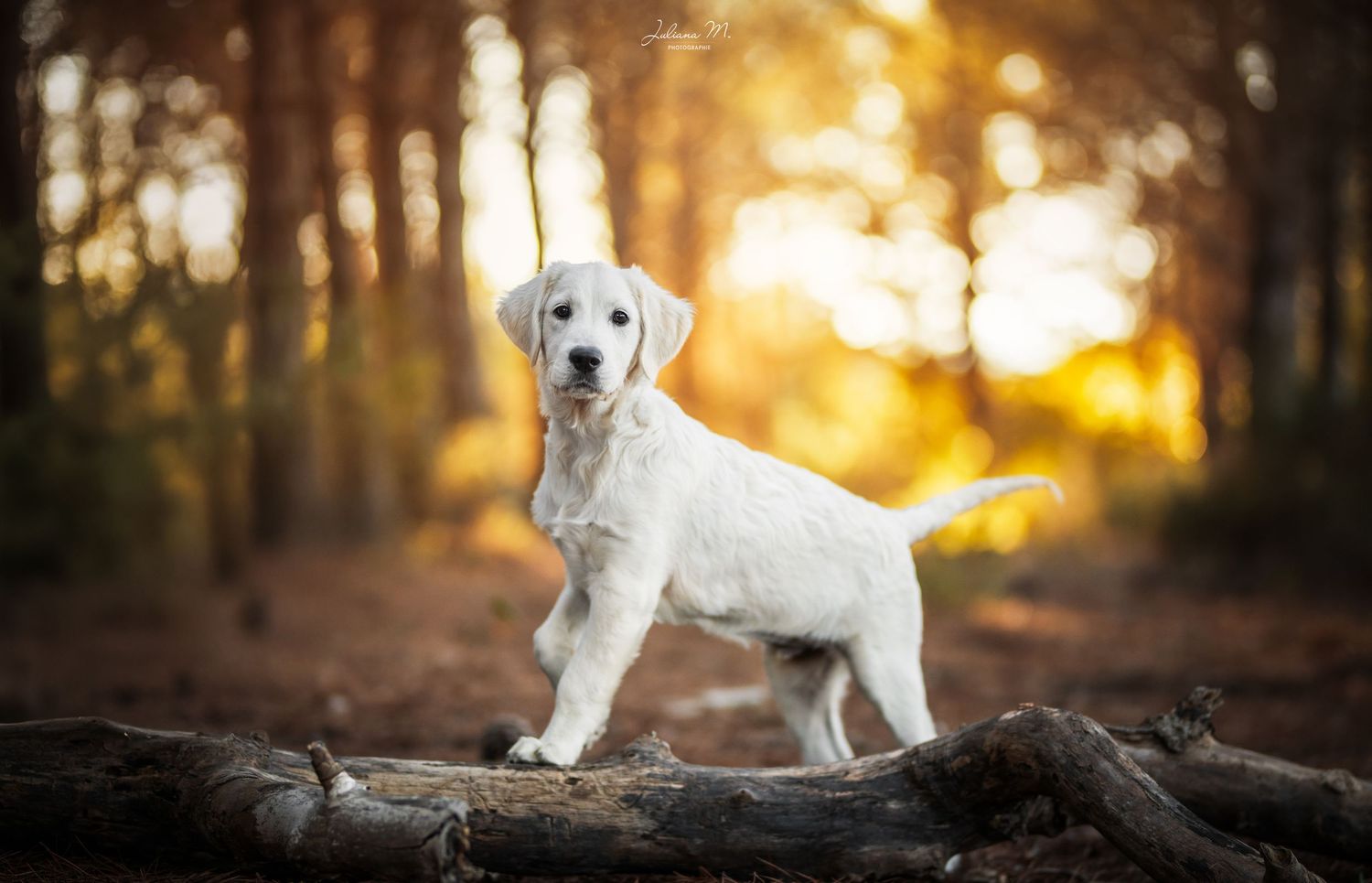 Shooting photo près d'Aix en Provence, photographiez votre chien en forêt