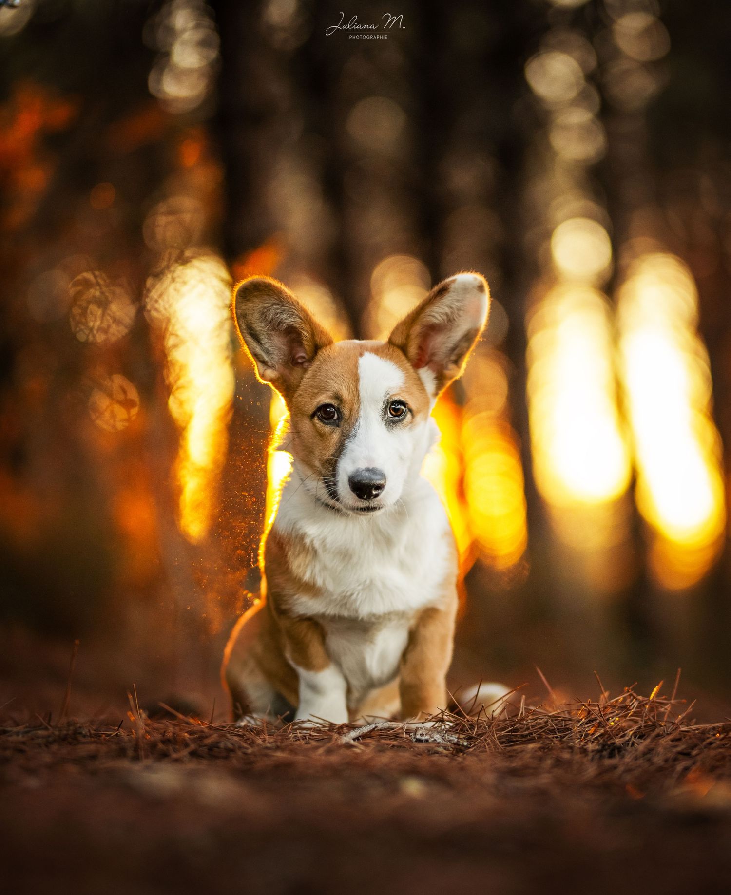 Shooting photo près d'Aix en Provence, photographiez votre chien en forêt