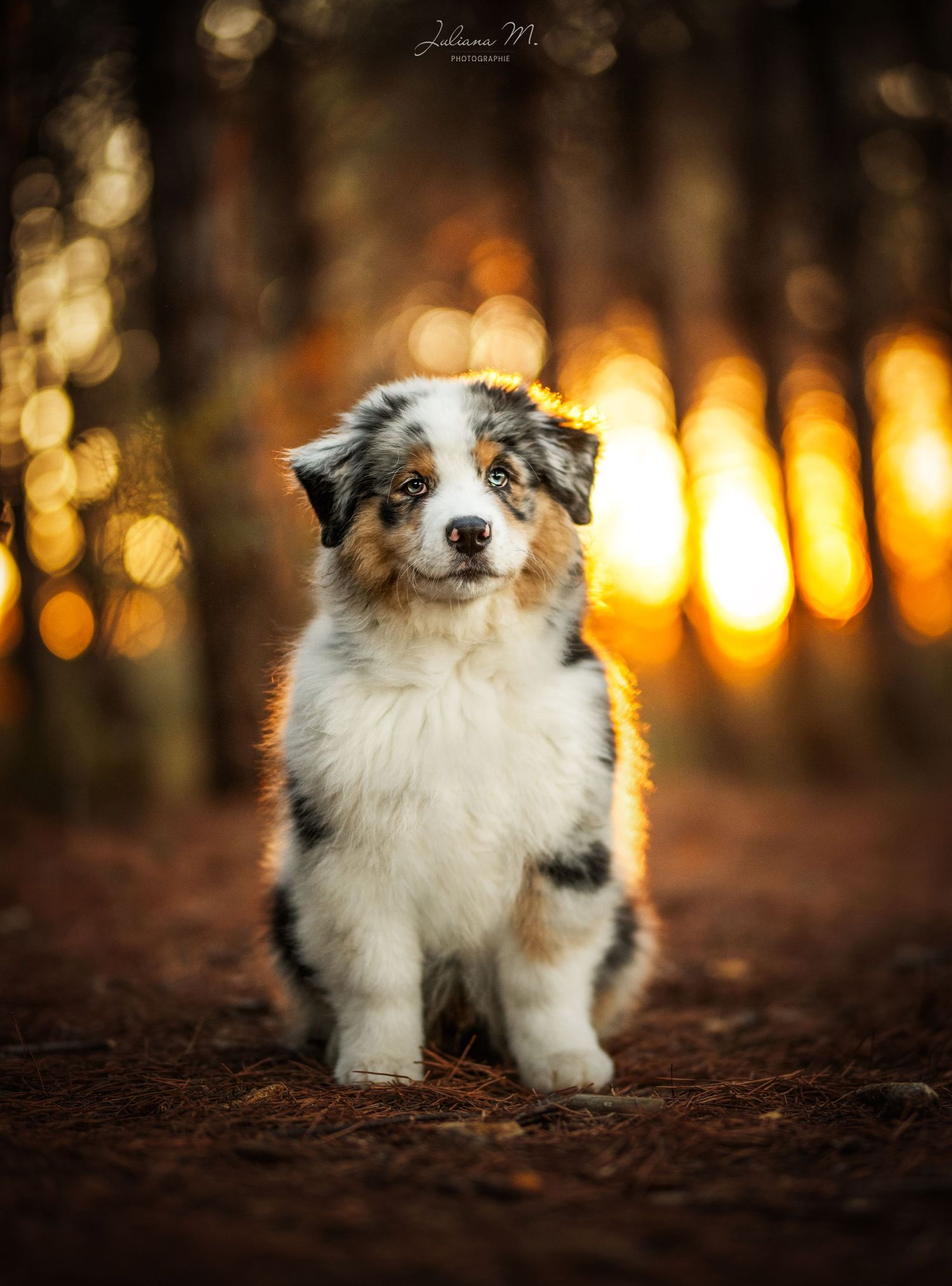 Shooting photo près d'Aix en Provence, photographiez votre chien en forêt