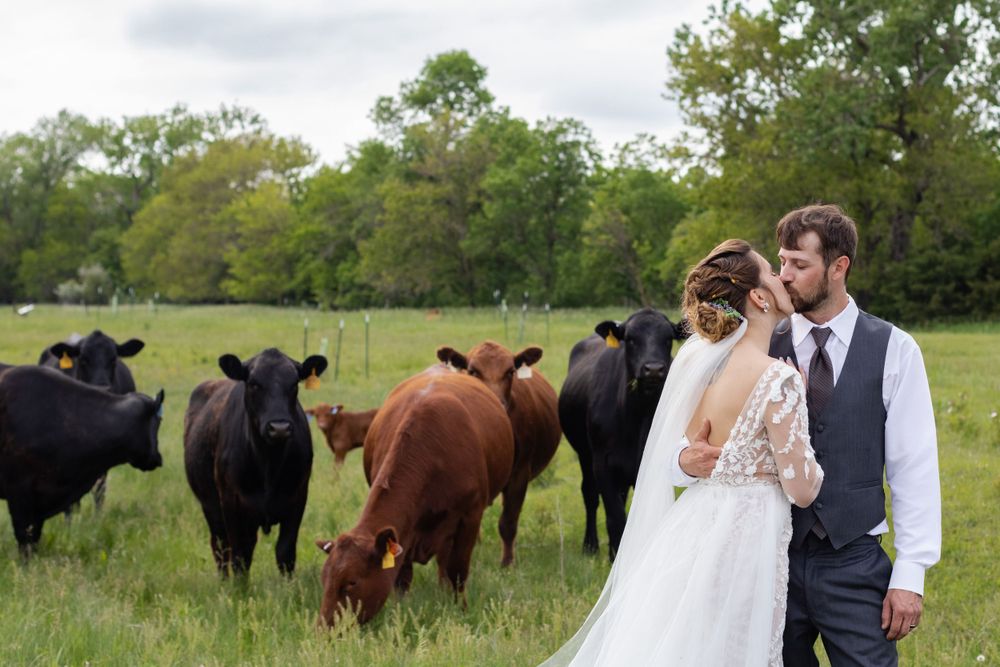 newlyweds and their cows