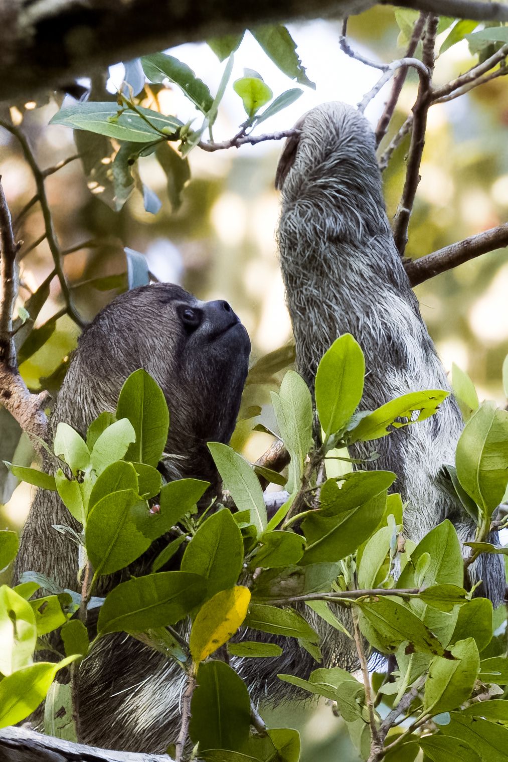 A Three Toed Sloth Climbing in Ecuador's Yasuni National Park