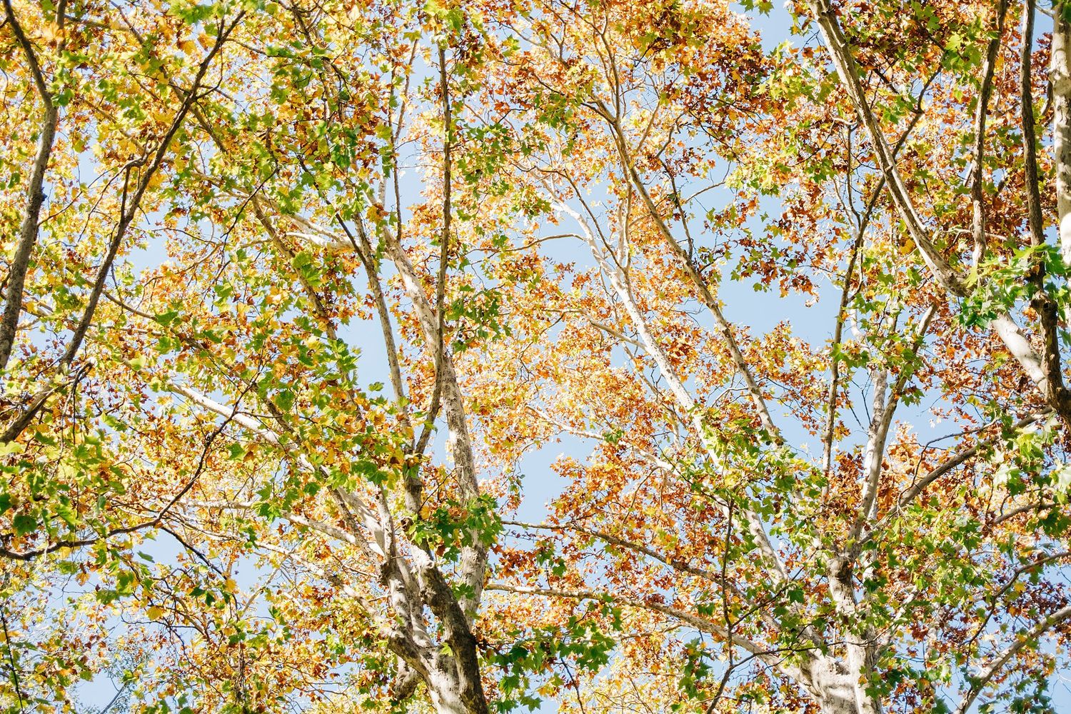 Autumnal trees