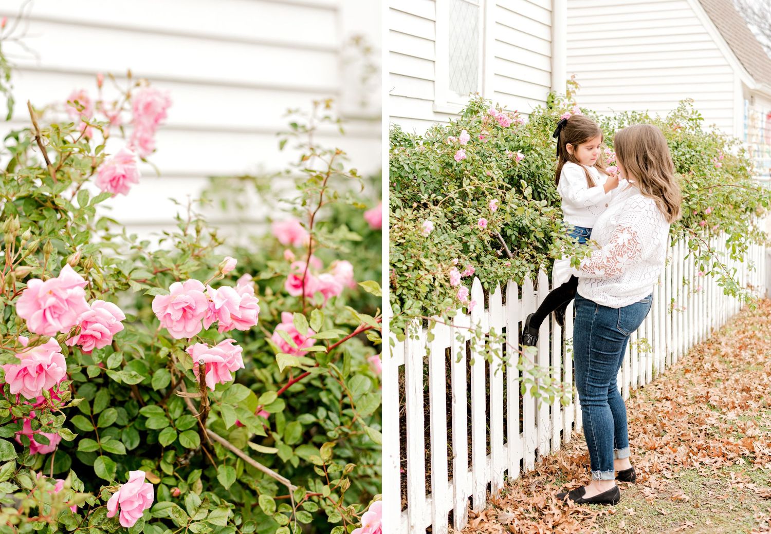 Pink roses bloom beside a white picket fence at a charming church garden.