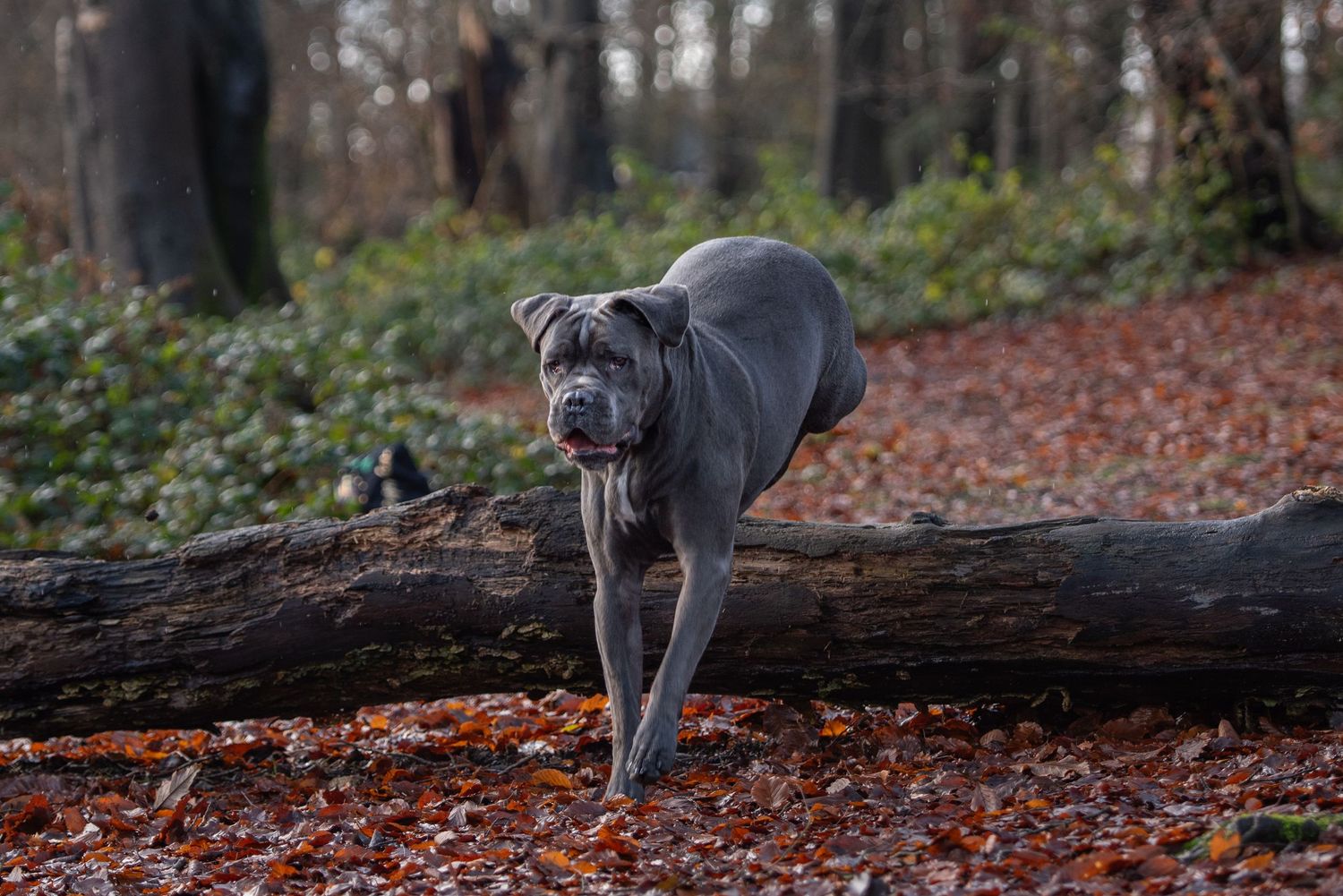 Worcestershire Dog Photographer