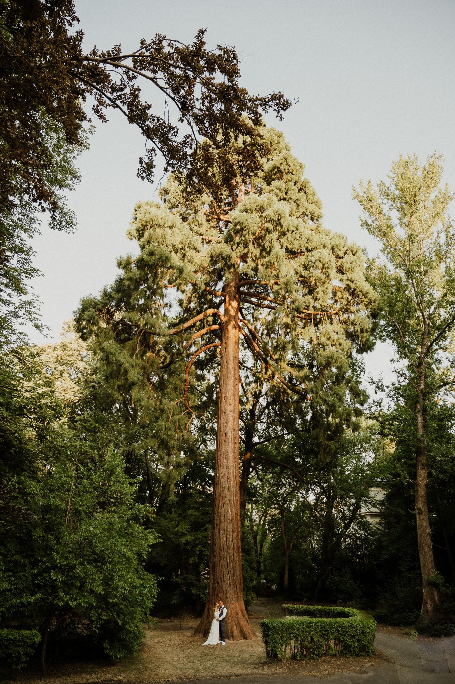 Wedding couple poses beneath towering redwood tree in scenic outdoor garden.