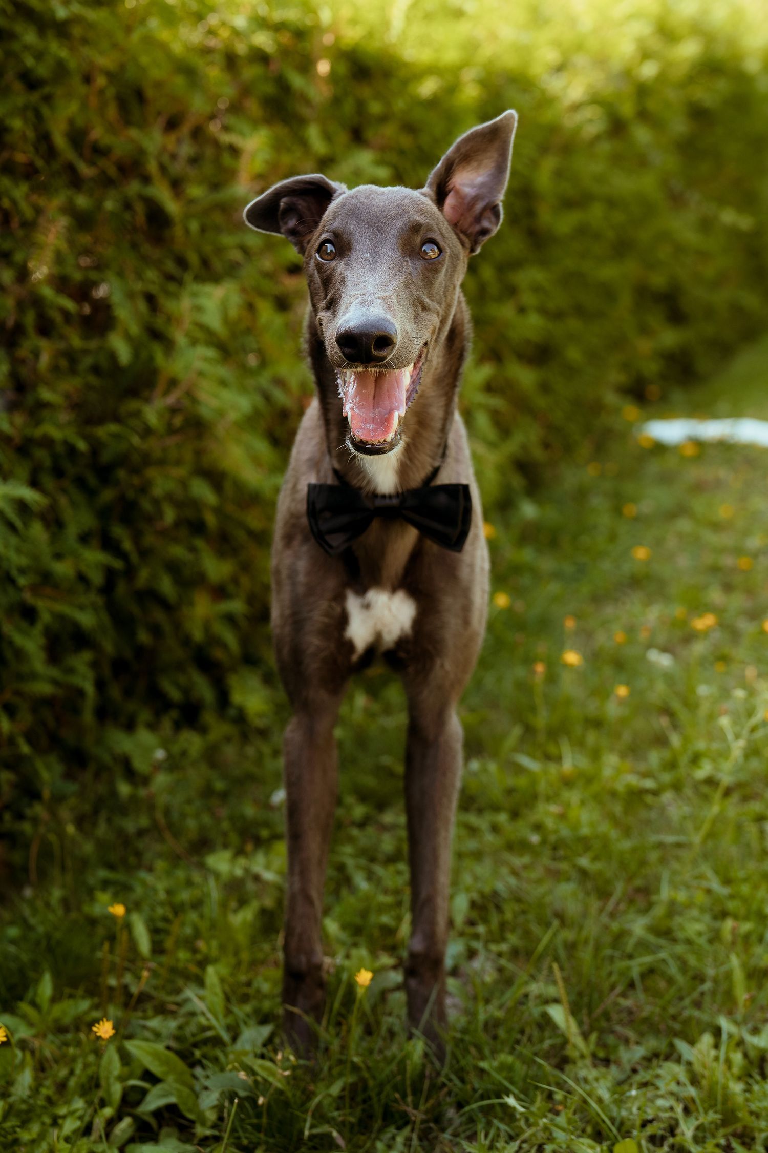 A grey dog wearing a black bowtie poses happily in a green garden setting.