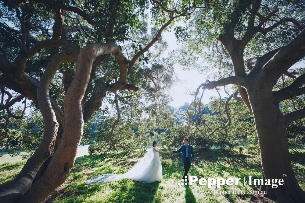 Bride and groom walking hand-in-hand through a sunlit forest with large ancient trees.