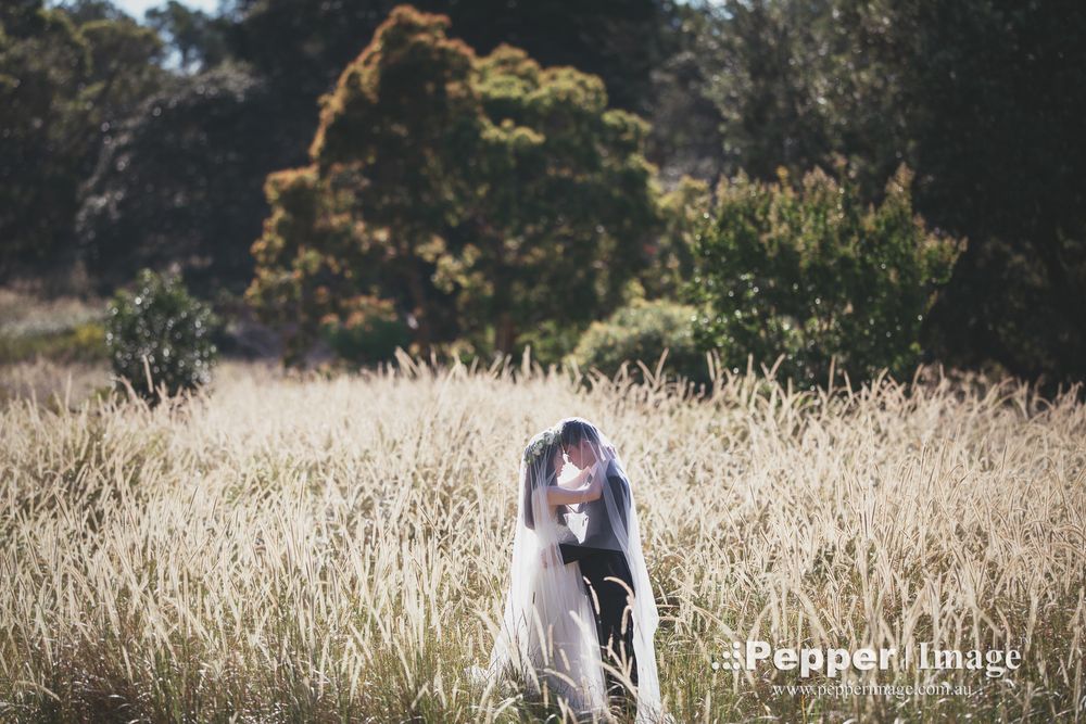 Couple sharing a kiss hidden among tall golden grass in an open field.