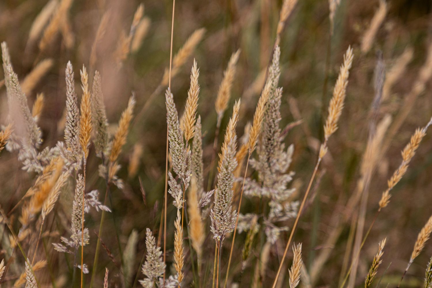 Tall wild grasses sway gently in a sunlit breeze, painted in soft tones of gold and tan.