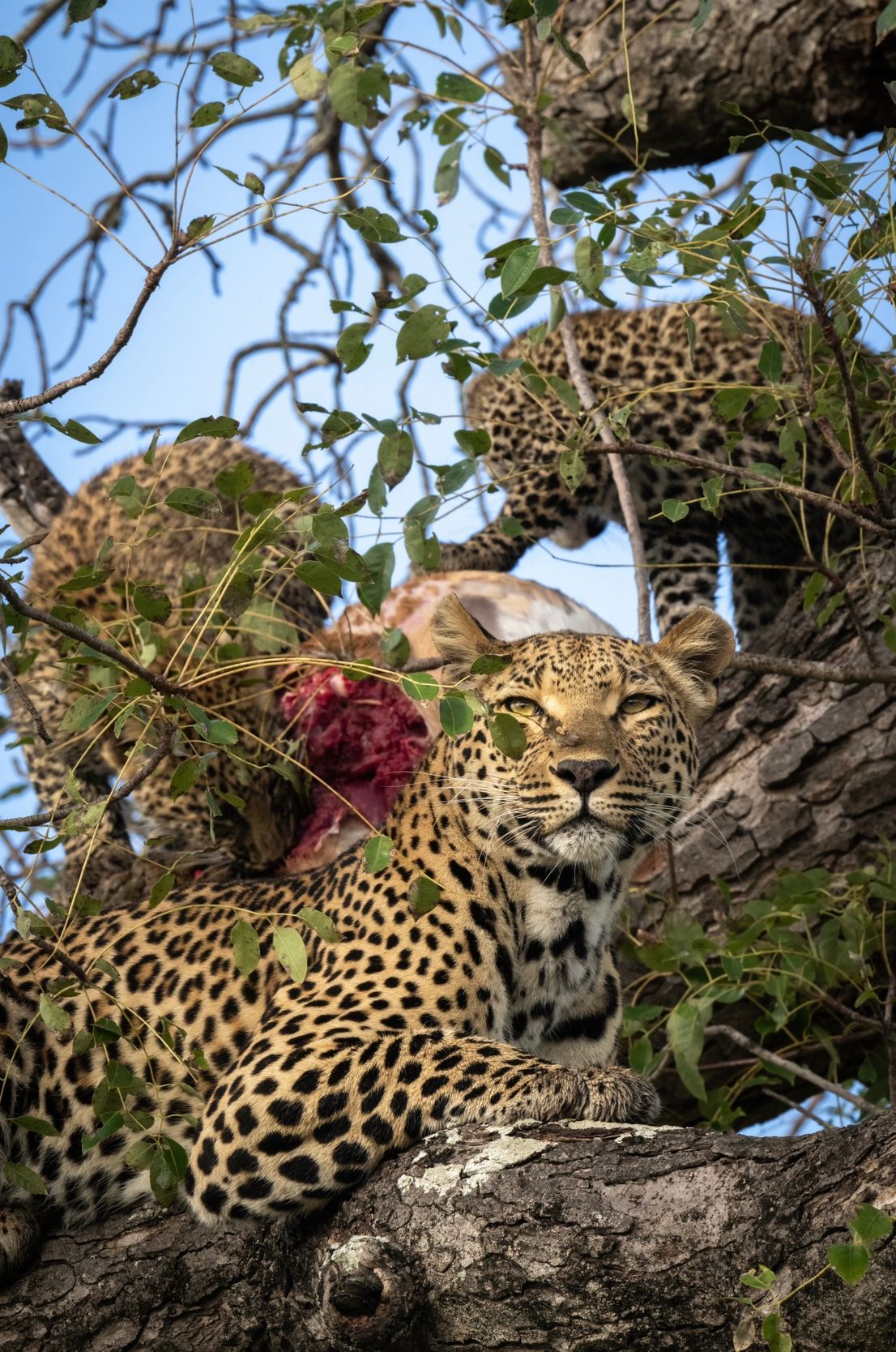 Leopard lounging on a tree branch in dappled sunlight shows its spotted coat and relaxed posture.