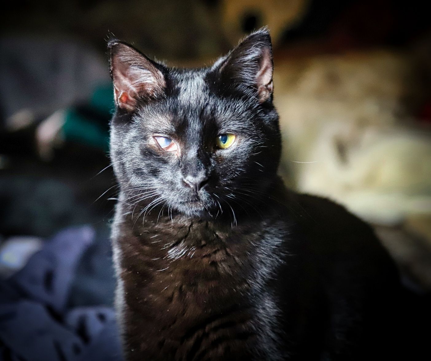pet cat