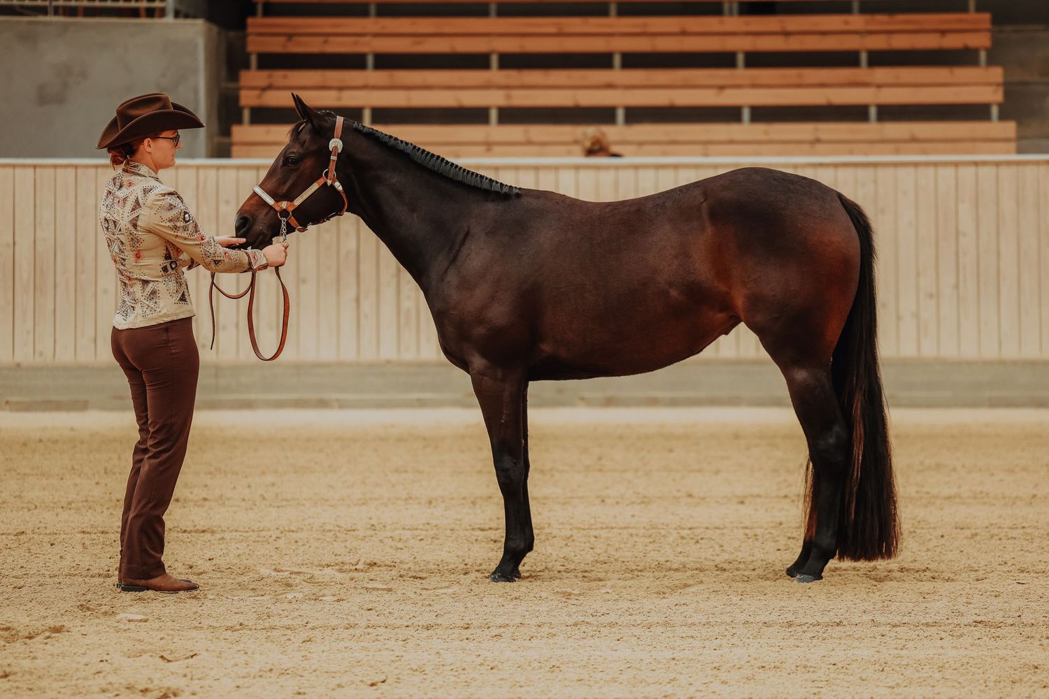 A dark bay horse stands for inspection in a western showmanship pose.
