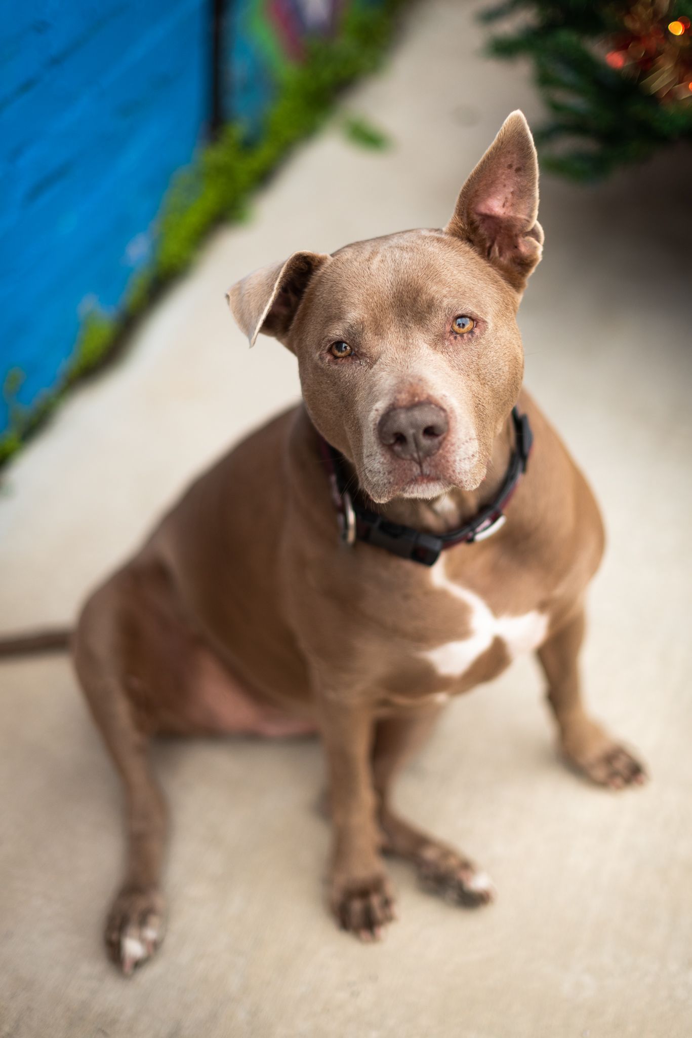 pitbull looking up at camera in Galveston texas