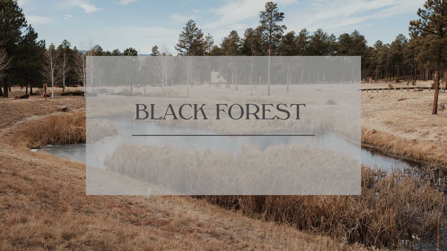 photo of icy lake in the middle of forest