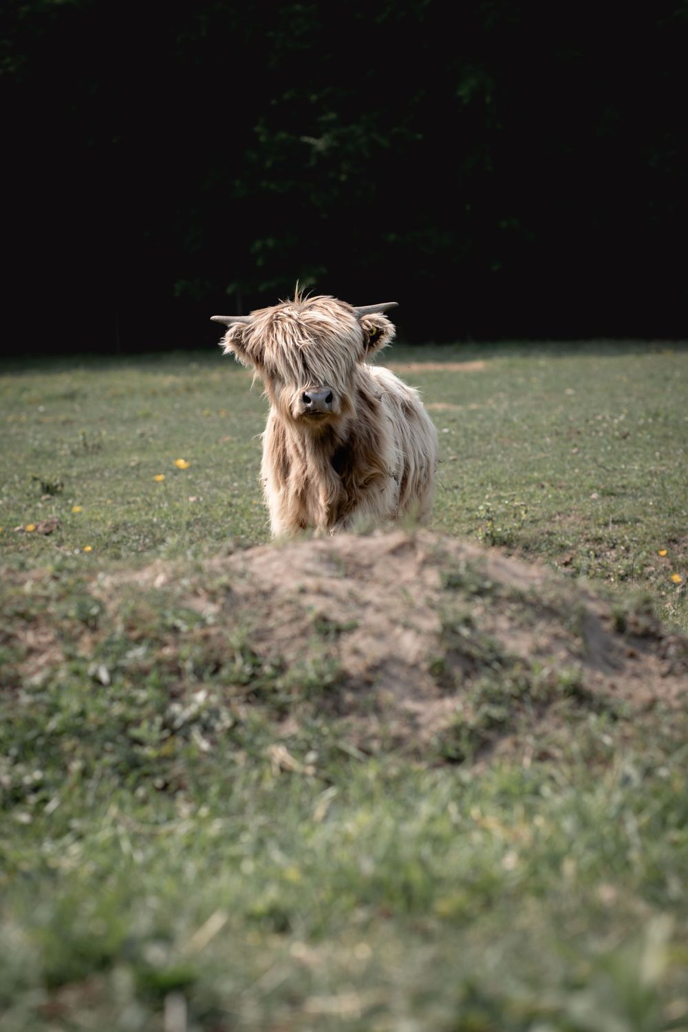 Young Highland cow with long shaggy fur standing on hillside in natural setting.