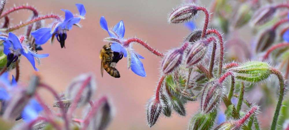 A bee hovering near delicate blue borage flowers against a soft blurred background.
