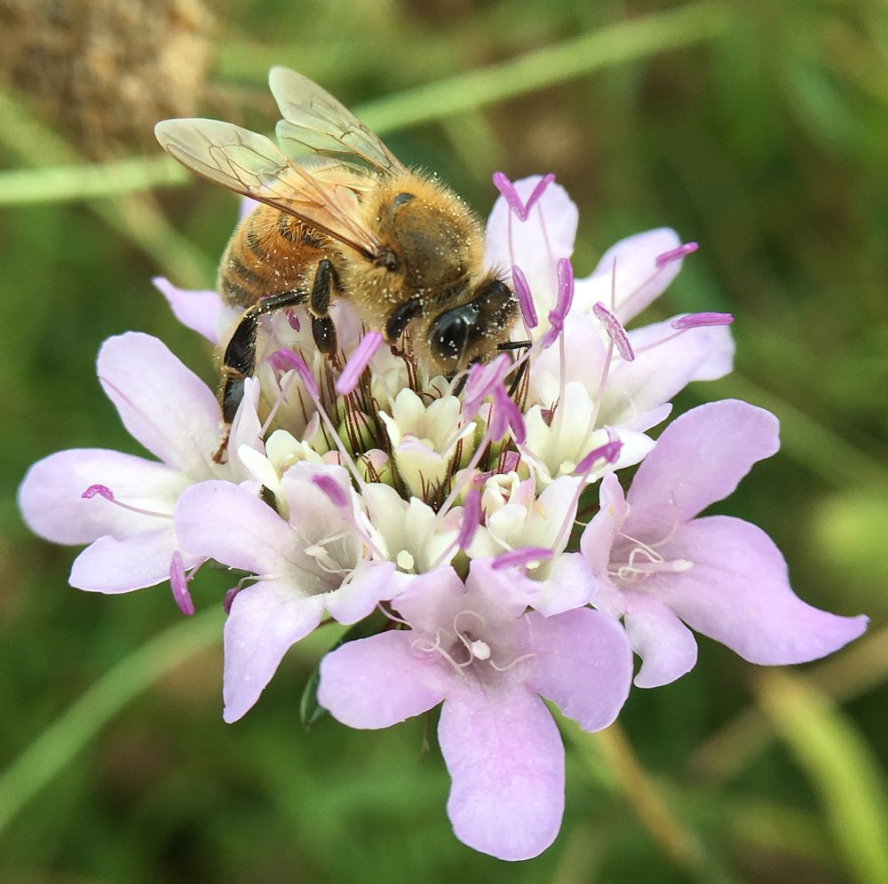 A honey bee pollinating a light purple flower cluster in a garden setting.