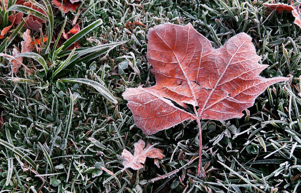 A frosted red maple leaf resting on frosty grass in autumn.