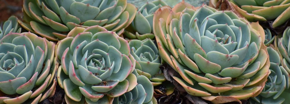 Multiple blue-green succulent rosettes growing in a dense cluster.