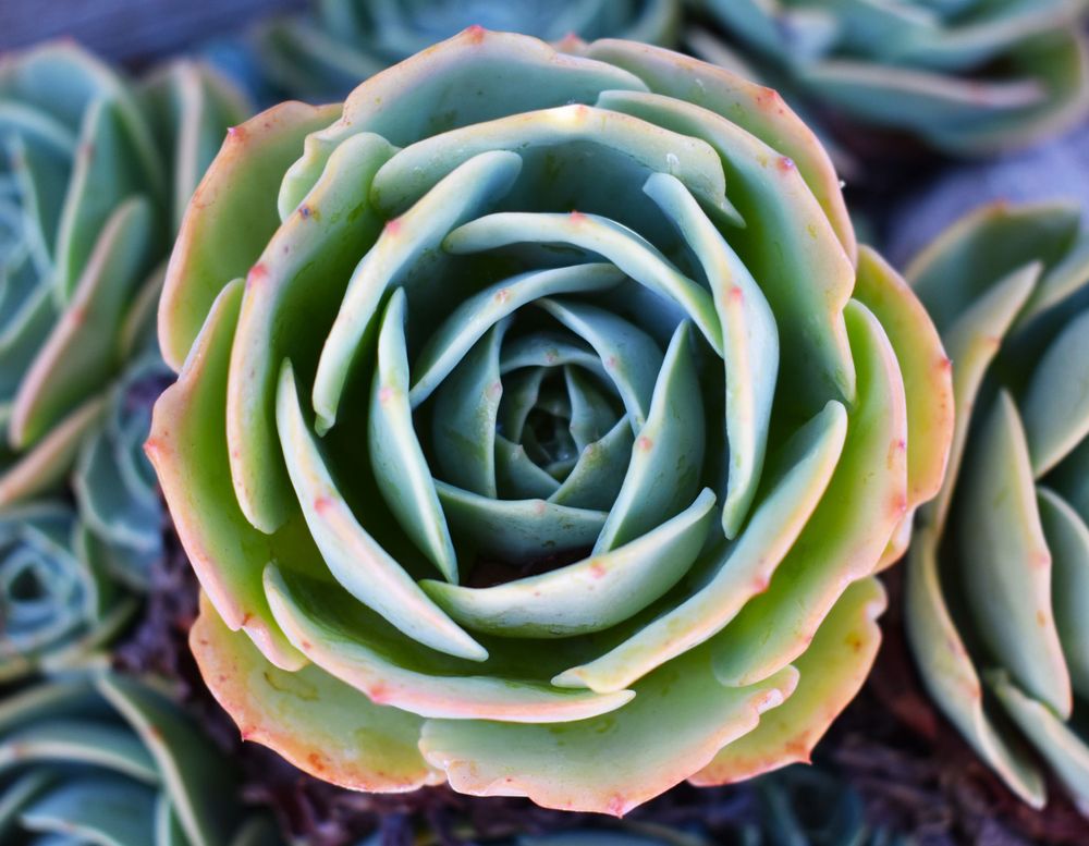 Detailed macro shot of a green and pink succulent plant forming a perfect spiral pattern.