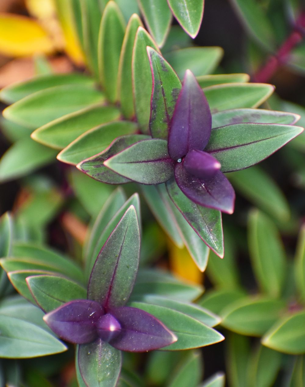 Purple orchid-like flowers with green leaves arranged in a symmetrical pattern.