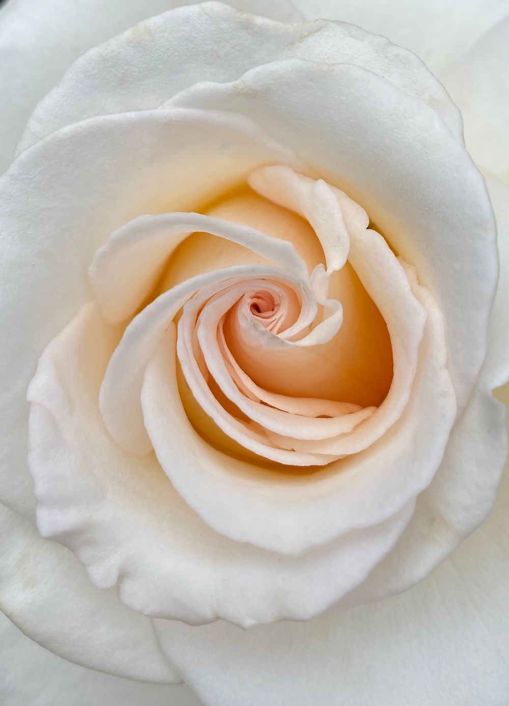 Close-up of a white rose with creamy peach center showing delicate spiral petal formation.