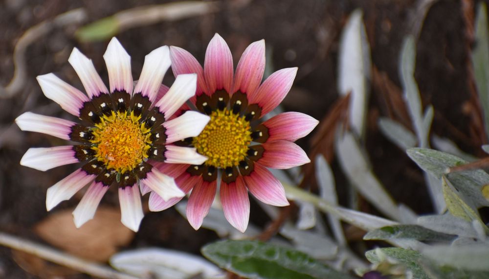 Two pink and white gazania flowers with dark centers blooming side by side.