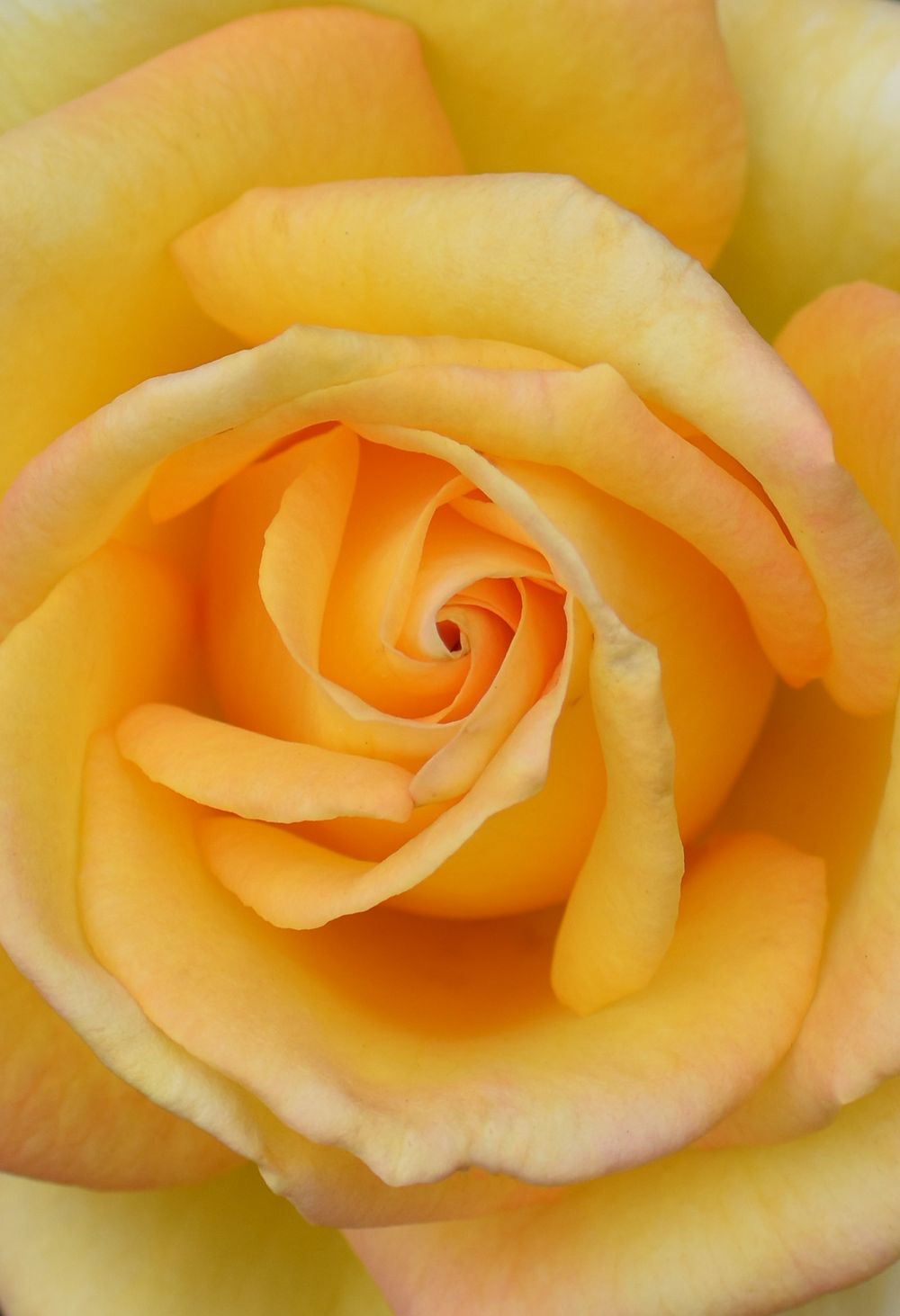 Macro photograph of a peach colored rose showing intricate spiral petal arrangement.