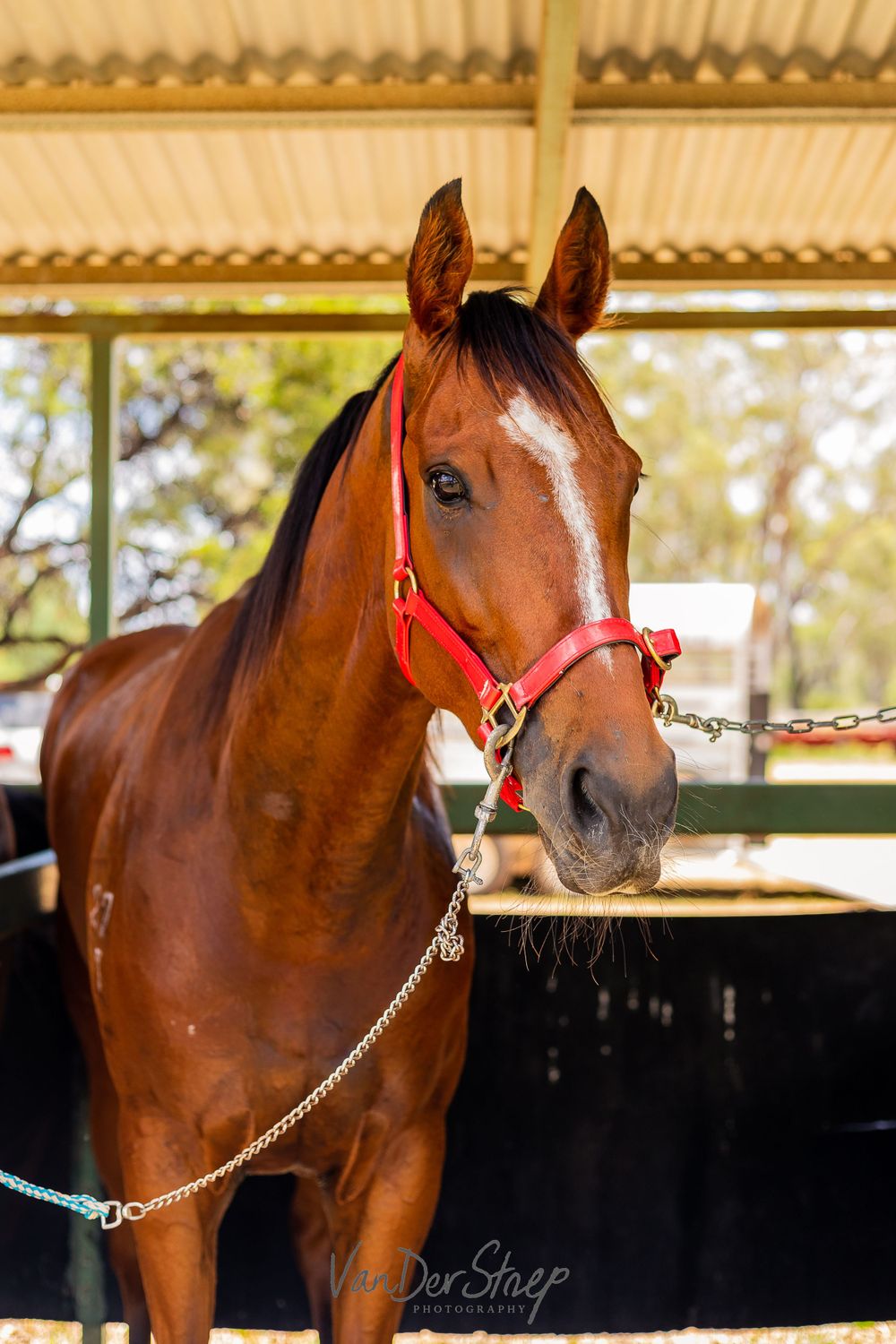 Close-up portrait of a chestnut horse wearing a red halter in a covered stable area.