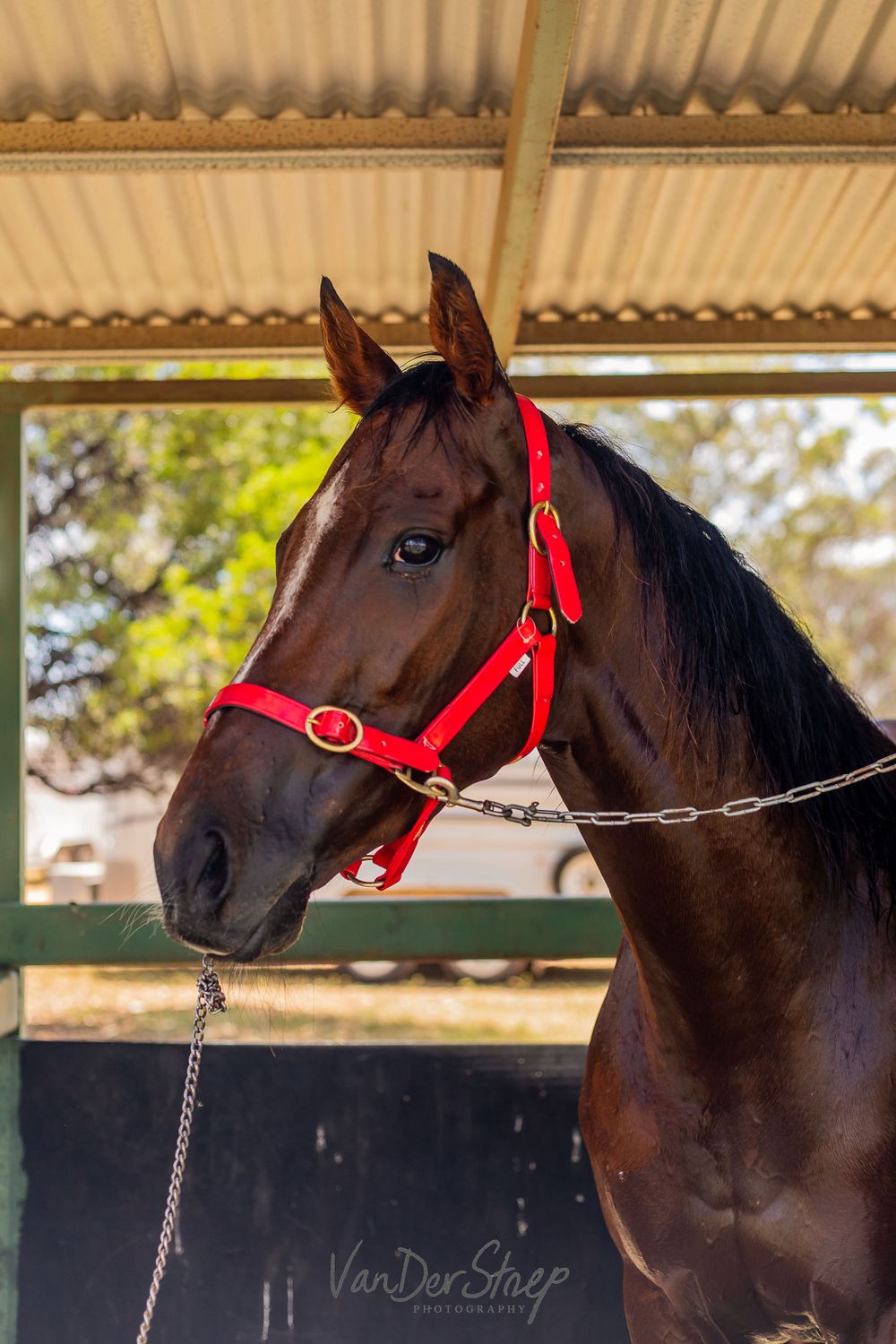 A dark bay horse wearing a bright red halter poses in a covered stable area.