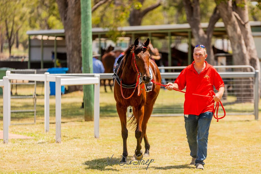 A bay horse being led across a grassy paddock on a sunny day.
