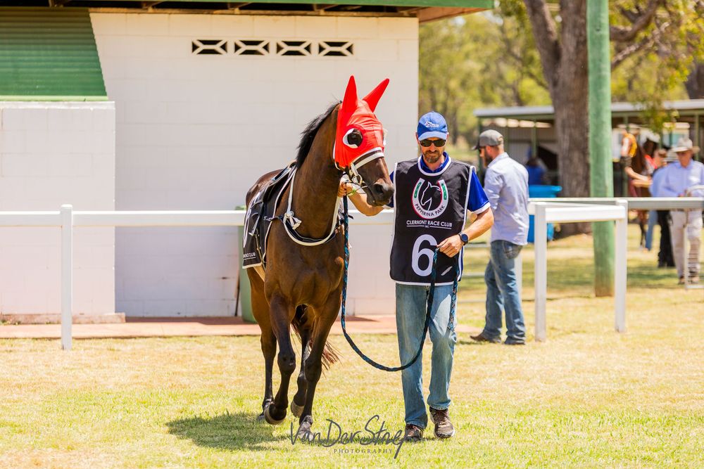 A dark horse with red racing hood stands with handler in a paddock wearing number 6.