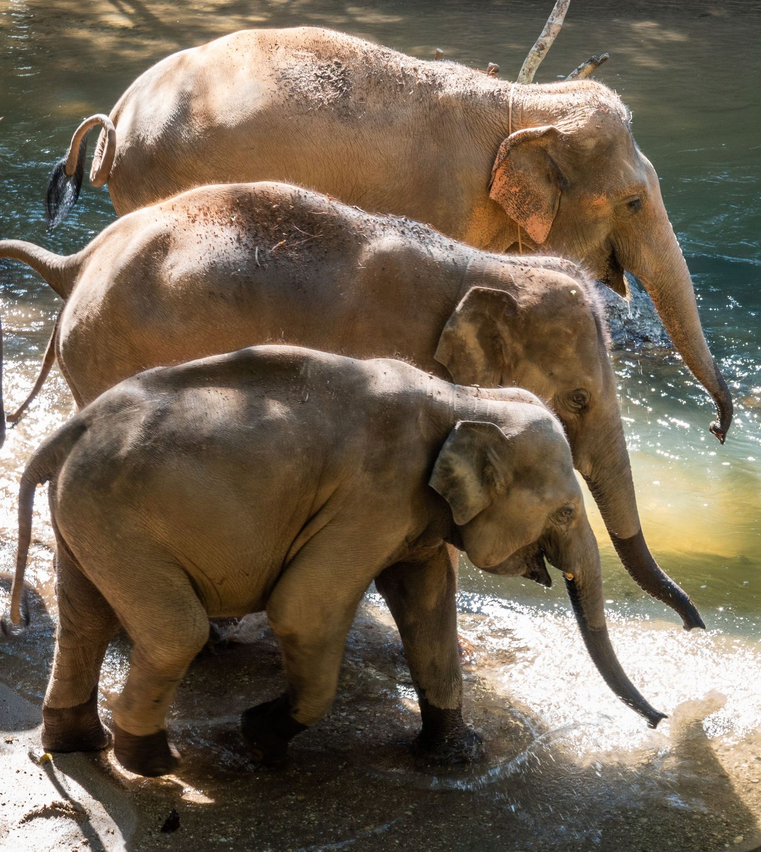 Three Asian elephants of different sizes walking together through shallow river water.