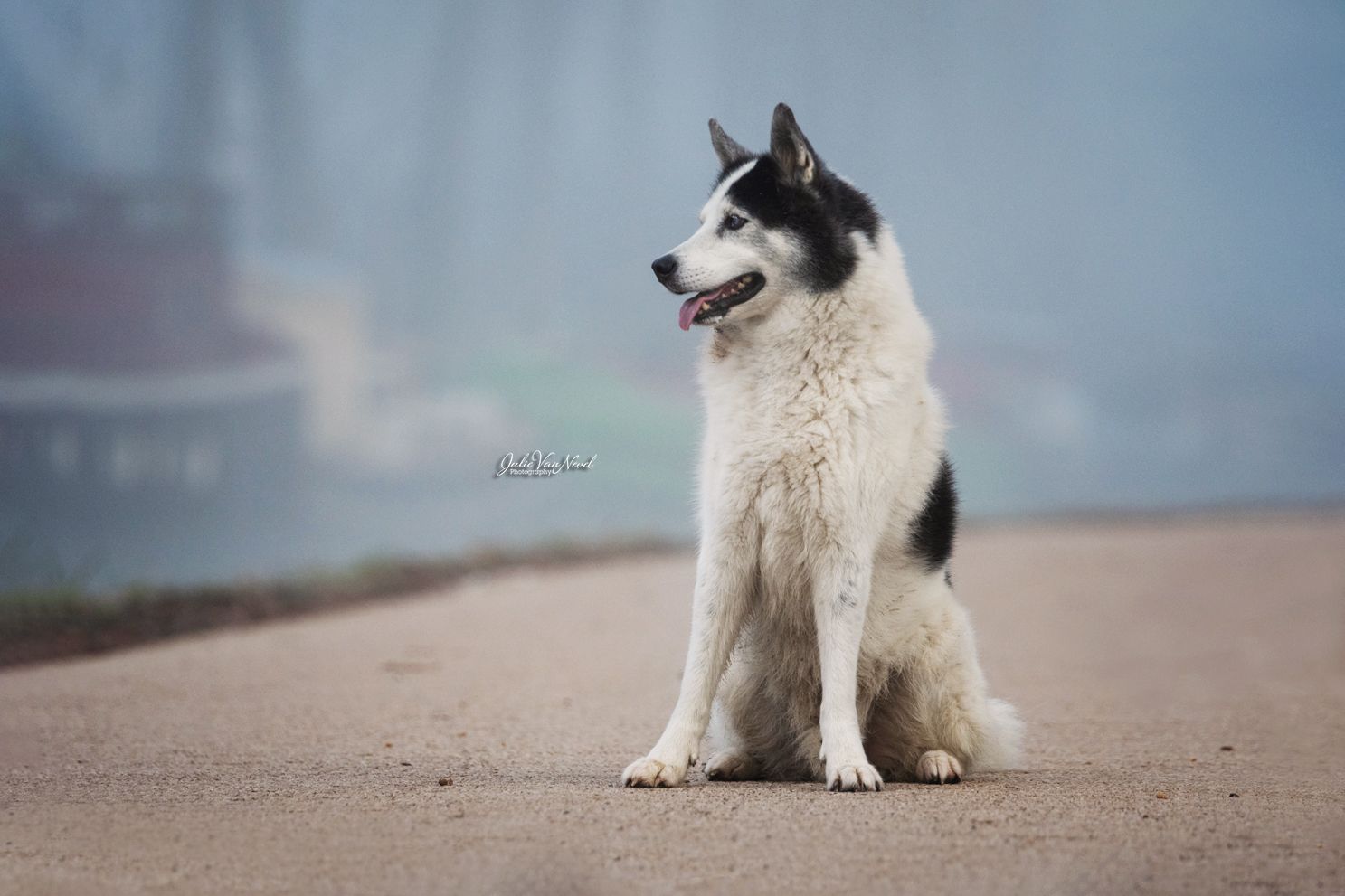 Chien